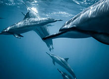 CBA-洛夫顿18+7段昂君14分 上海逆转青岛迎7连胜